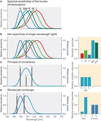 The Method of Silent Substitution for Examining Melanopsin Contributions to Pupil Control